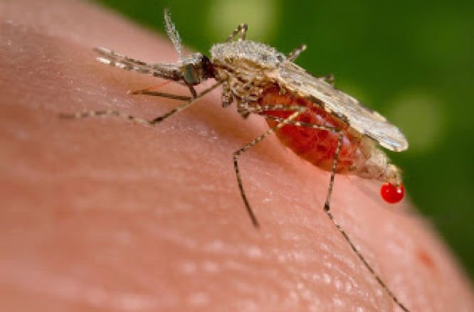 SWCC blog on malaria via mosquitos
